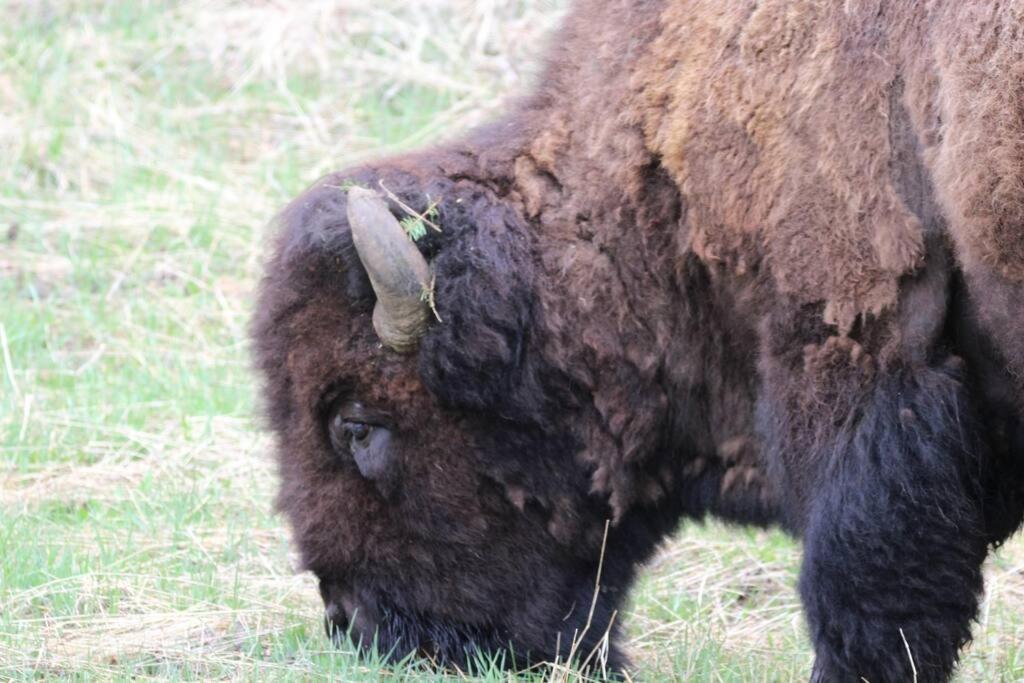 Bison Lodge - Lg Home - 2 Bedrooms - Less Than 5 Miles To Yellowstone North Entrance, Sleeps Up To 8 Gardiner Exteriér fotografie
