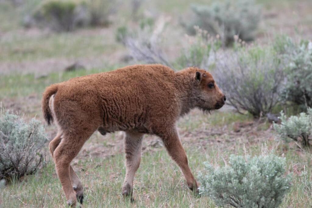 Bison Lodge - Lg Home - 2 Bedrooms - Less Than 5 Miles To Yellowstone North Entrance, Sleeps Up To 8 Gardiner Exteriér fotografie