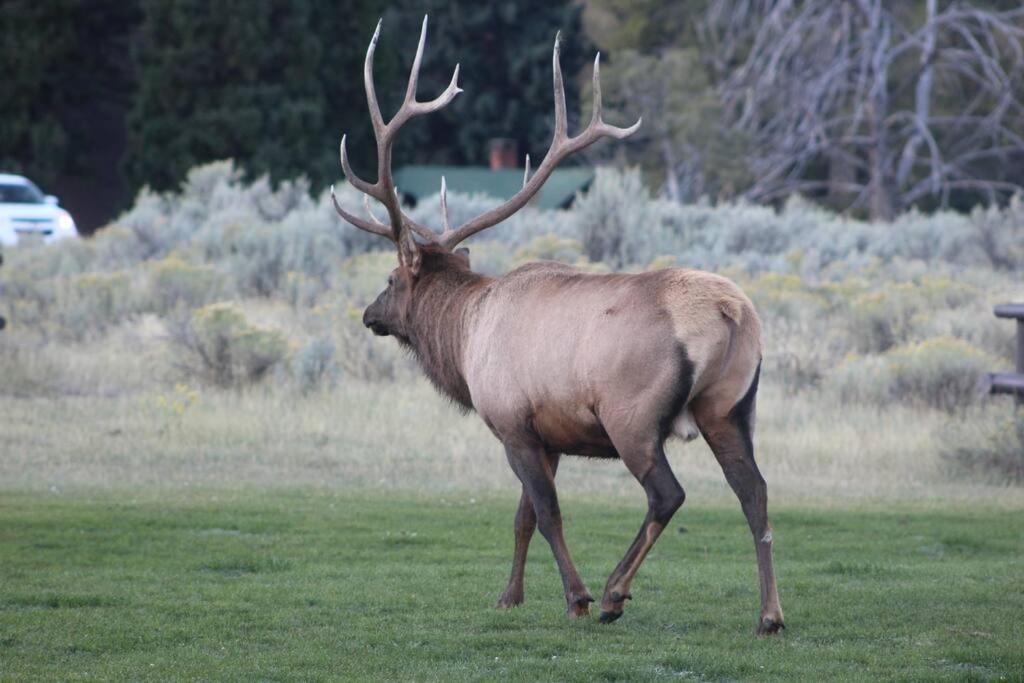 Bison Lodge - Lg Home - 2 Bedrooms - Less Than 5 Miles To Yellowstone North Entrance, Sleeps Up To 8 Gardiner Exteriér fotografie